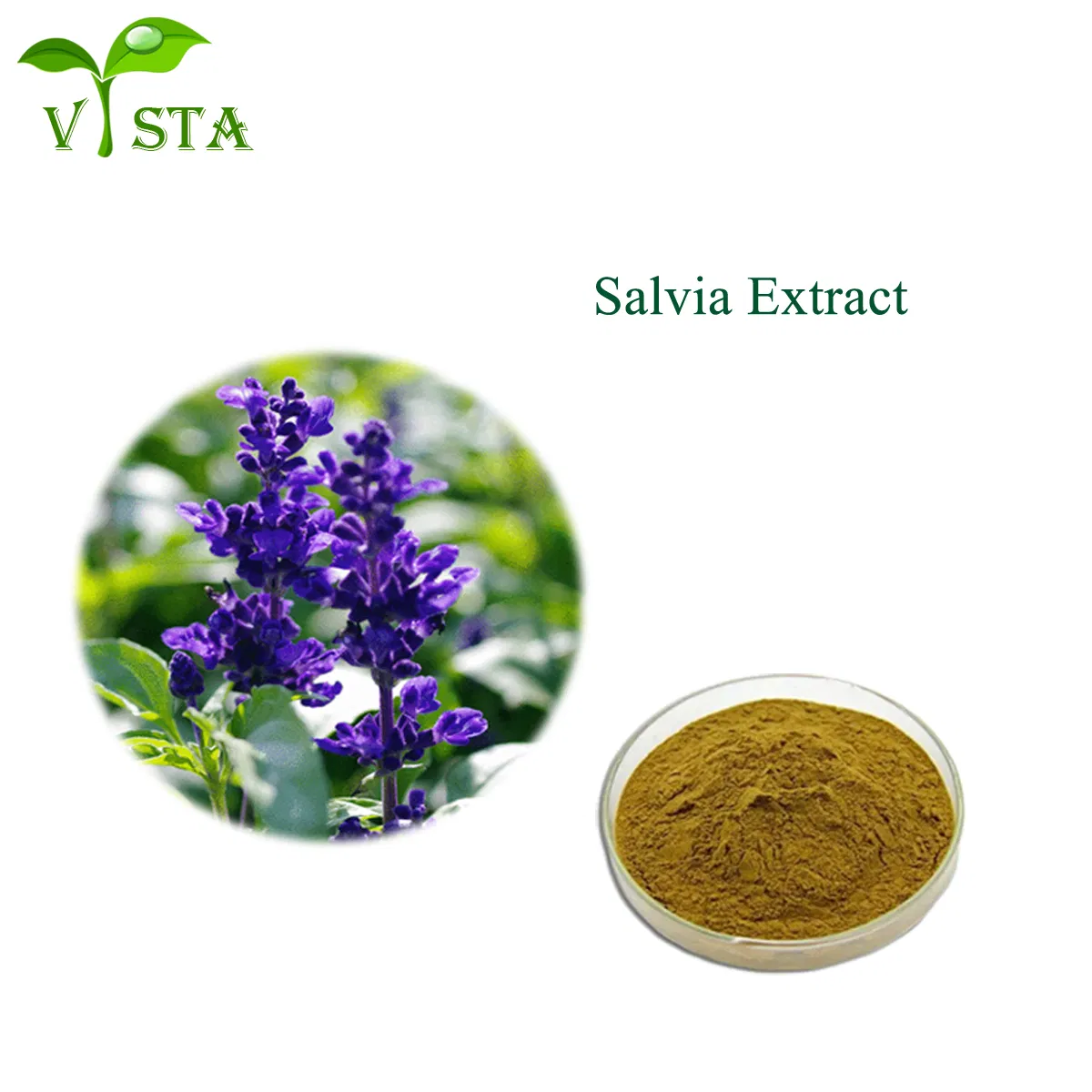 Extrato Herbal Orgânico Natural da Medicina Tradicional Chinesa Extrato de Salvia Officinalis Extrato de Sálvia Pó de Ácido Carnósico