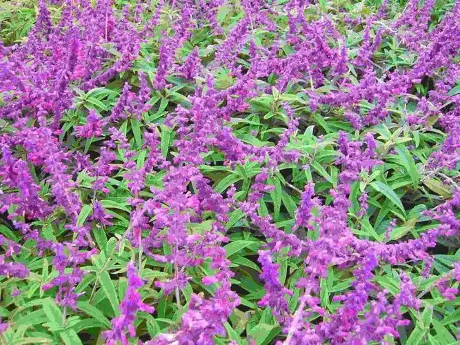 Extrato de Salvia 2