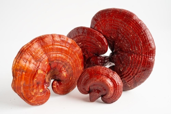 Extrato de Cogumelo Reishi de Alta Potência Melhorando a Imunidade e o Suporte Antioxidante