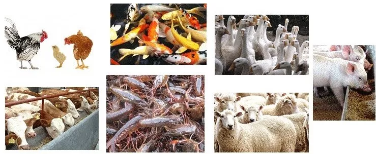 Toxin Binder Characteristics
