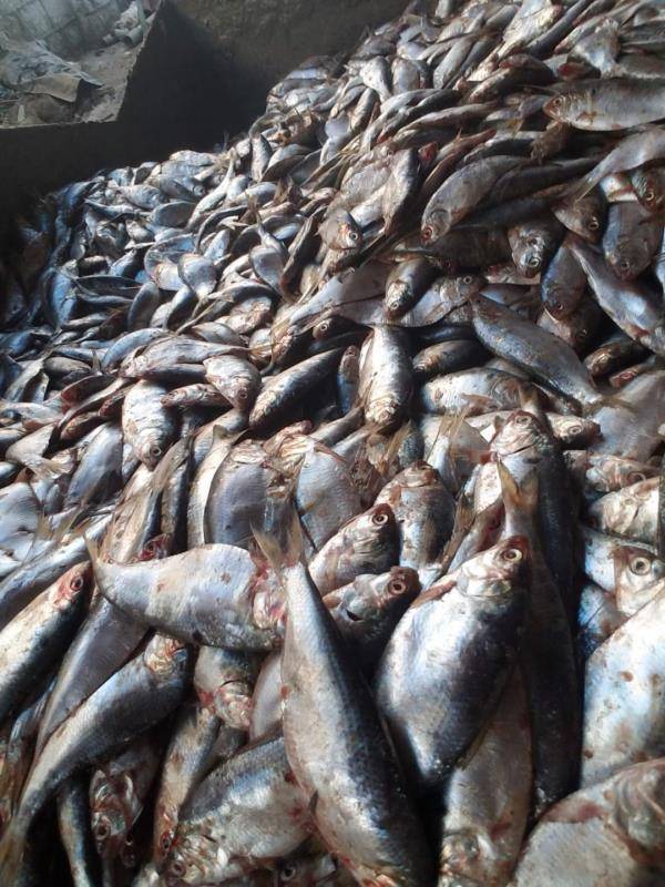 MCT Brand Feed Grade Fish Meal 65% Protein Supplement for Animals OEM Service