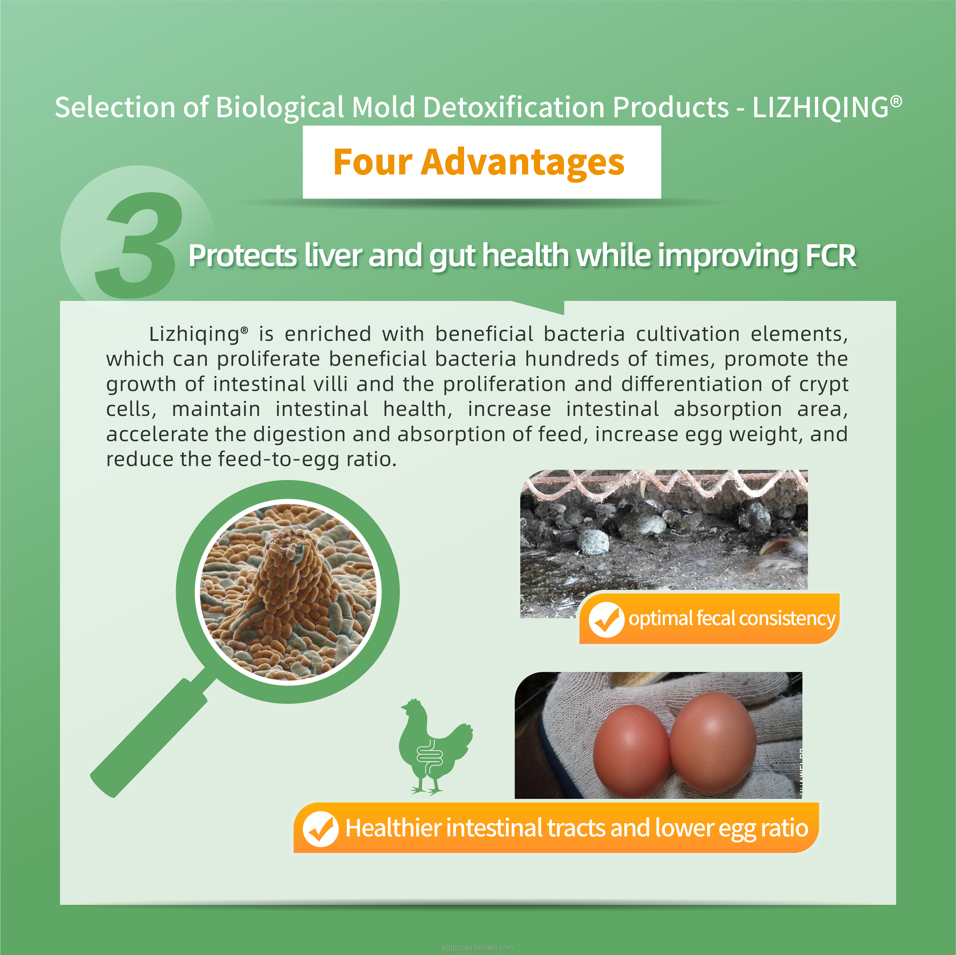 EGDOO Advanced Organic Binder 0.5% Poultry Feed Feed Grade Amino Acids for Laying Hens Breeder Chickens Mycotoxin-Free Diets