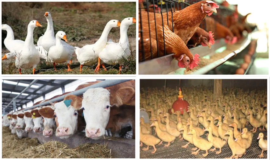Monocalcium Phosphate Feed Additive Animal Feed Grade MCP 22% MDCP 22%