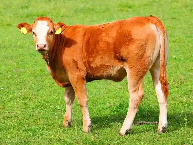 Feed Additive
