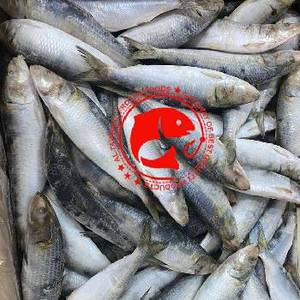 FROZEN SARDINE FISH WHOLE CLEANED OMEGA RICH STRONG NATURAL FLAVOR IDEAL FOR FRY GRILL AND NUTRITIOUS SEAFOOD MEALS