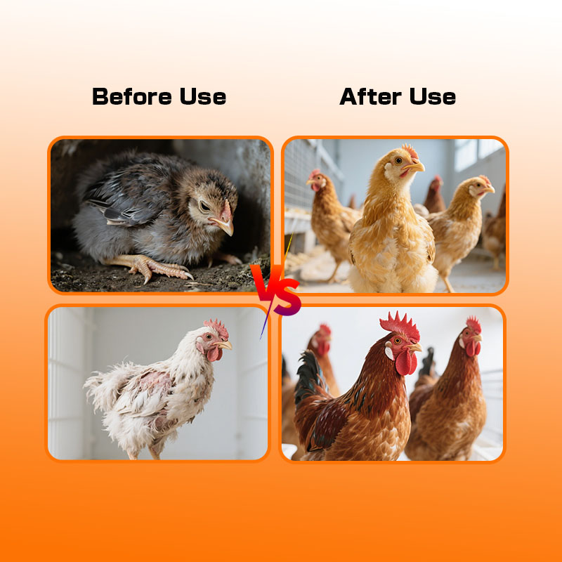 CY Toxin Binder Mold Control Mycotoxin Detoxifier Gastritis Prevention Liver Protection Veterinary Feed Additive