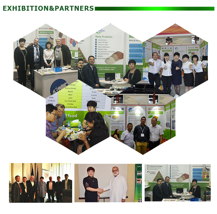 Exhibition Booth