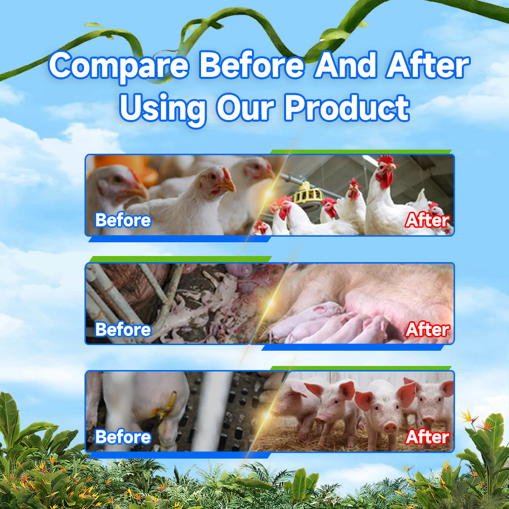 Antitoxin Mycotoxin Toxin Binder Additive for Poultry Turkey Chicken Livestock Animal Feed Supplement in Powder Form
