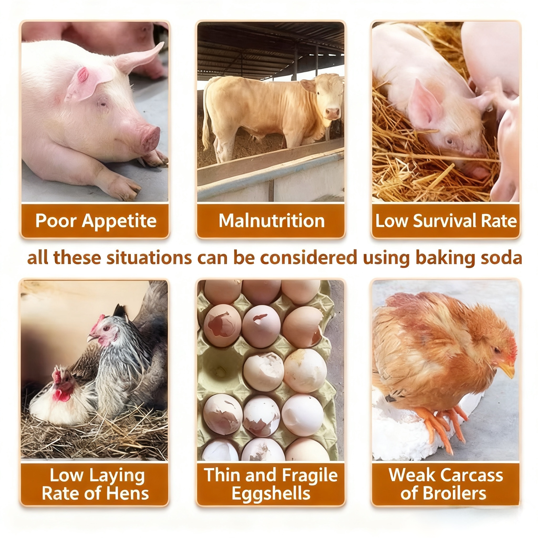 Baking Soda Powder (NaHCO3) Food Grade Veterinary Use Edible Breeding Feed Food Additive