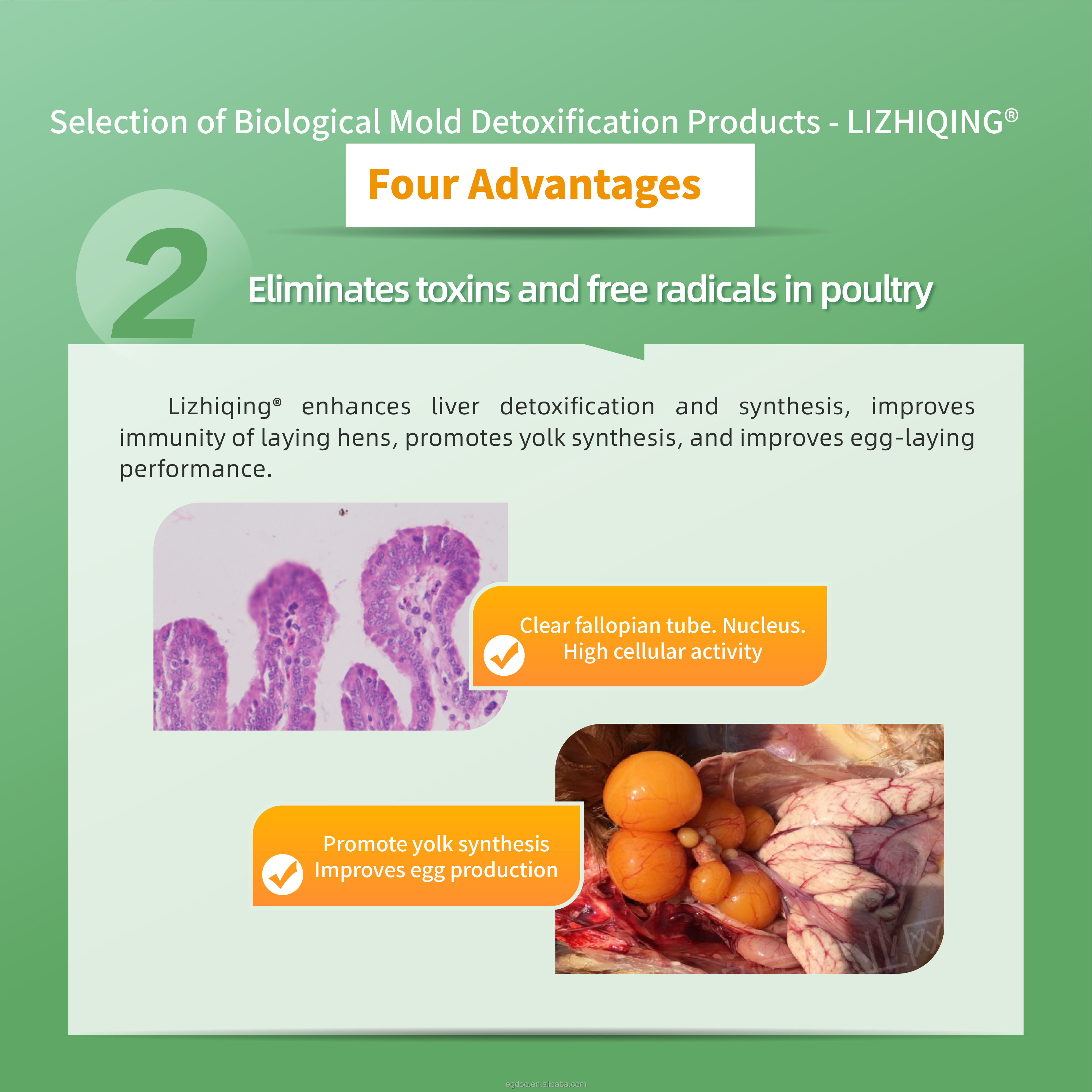 EGDOO Advanced Organic Binder 0.5% Poultry Feed Feed Grade Amino Acids for Laying Hens Breeder Chickens Mycotoxin-Free Diets