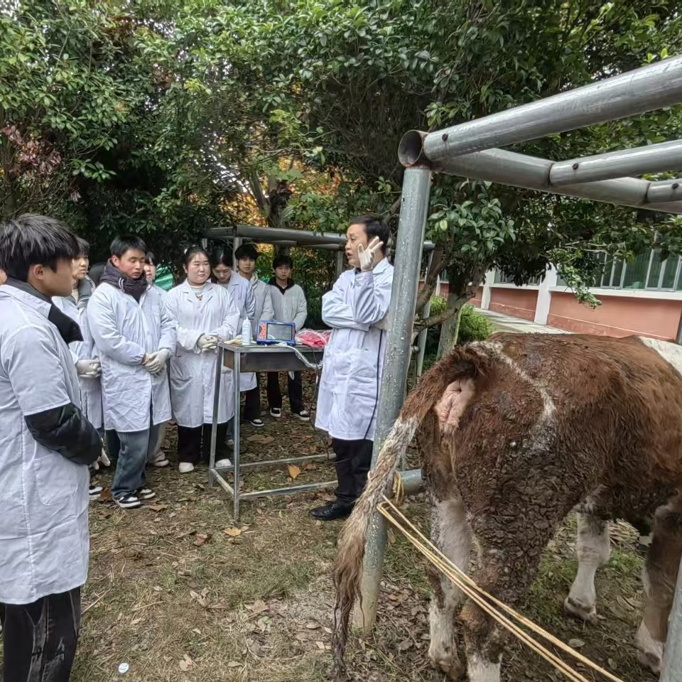 Bxl-Db20 Transferencia de embriones de yegua ultrasonido sistema de ultrasonido Doppler veterinario para caballos