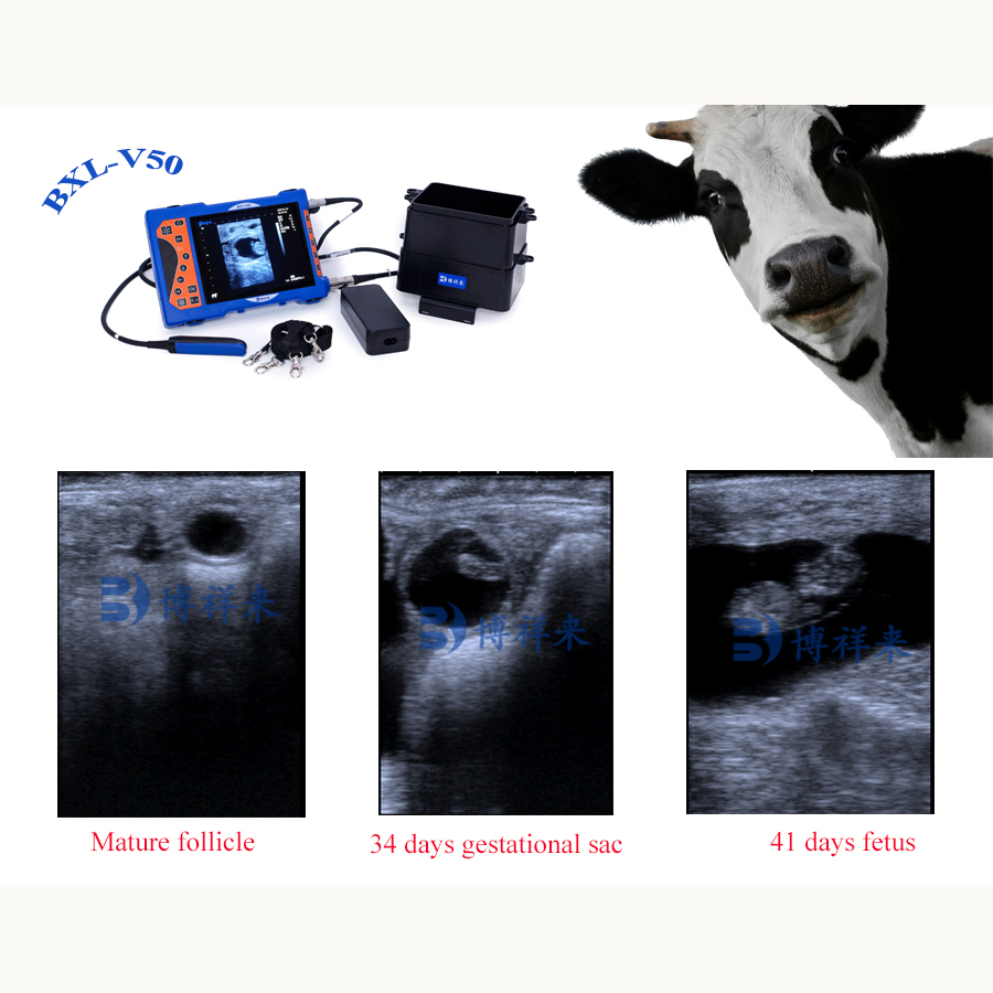Bxl-V50 Precio del equipo de escáner ultrasónico veterinario portátil para ganado vacuno
