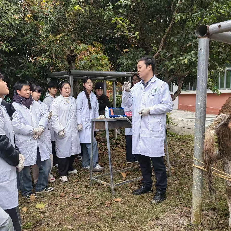 Bxl-Db20 Sistema de Ultrasonido Doppler Veterinario para Implantación de Embriones de Caballo