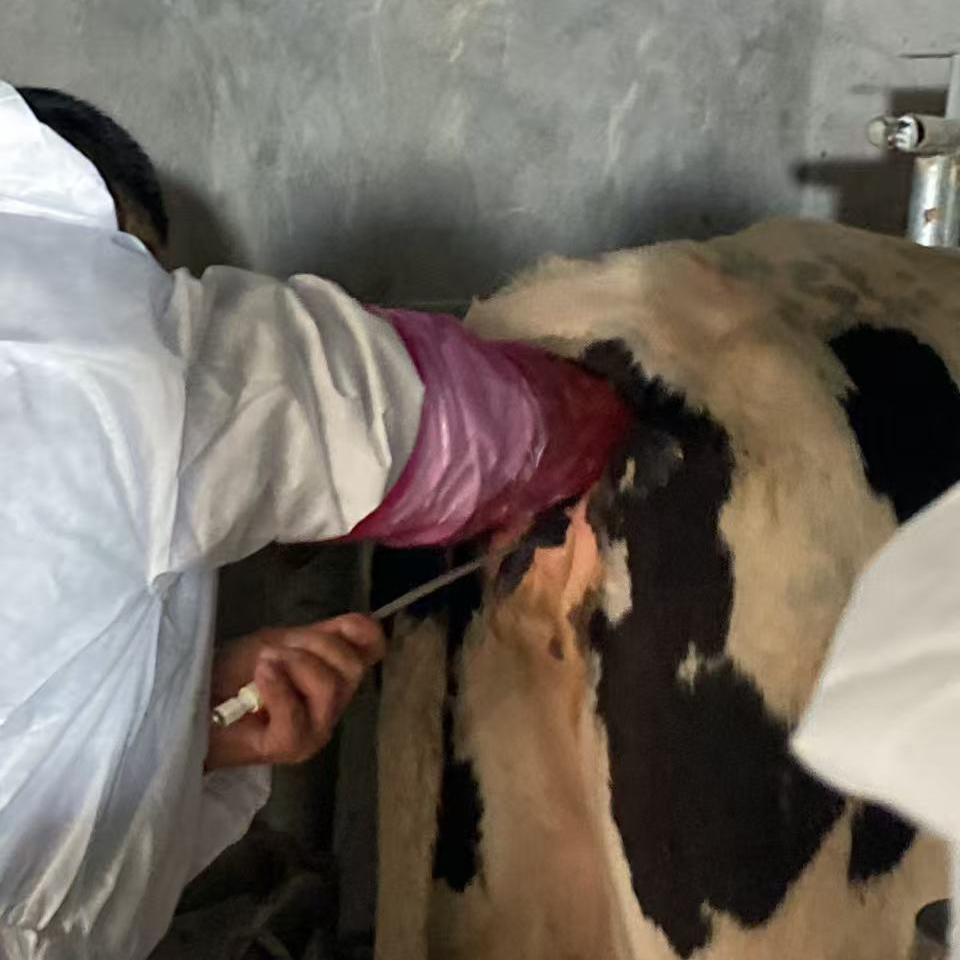 Bxl-Db20 Sistema de Ultrasonido Veterinario Portátil para la Recolección de Oocitos Bovina Exportación