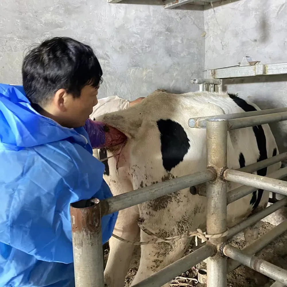 Bxl-Db20 Sistema de Ultrasonido Doppler Veterinario para Implantación de Embriones de Caballo