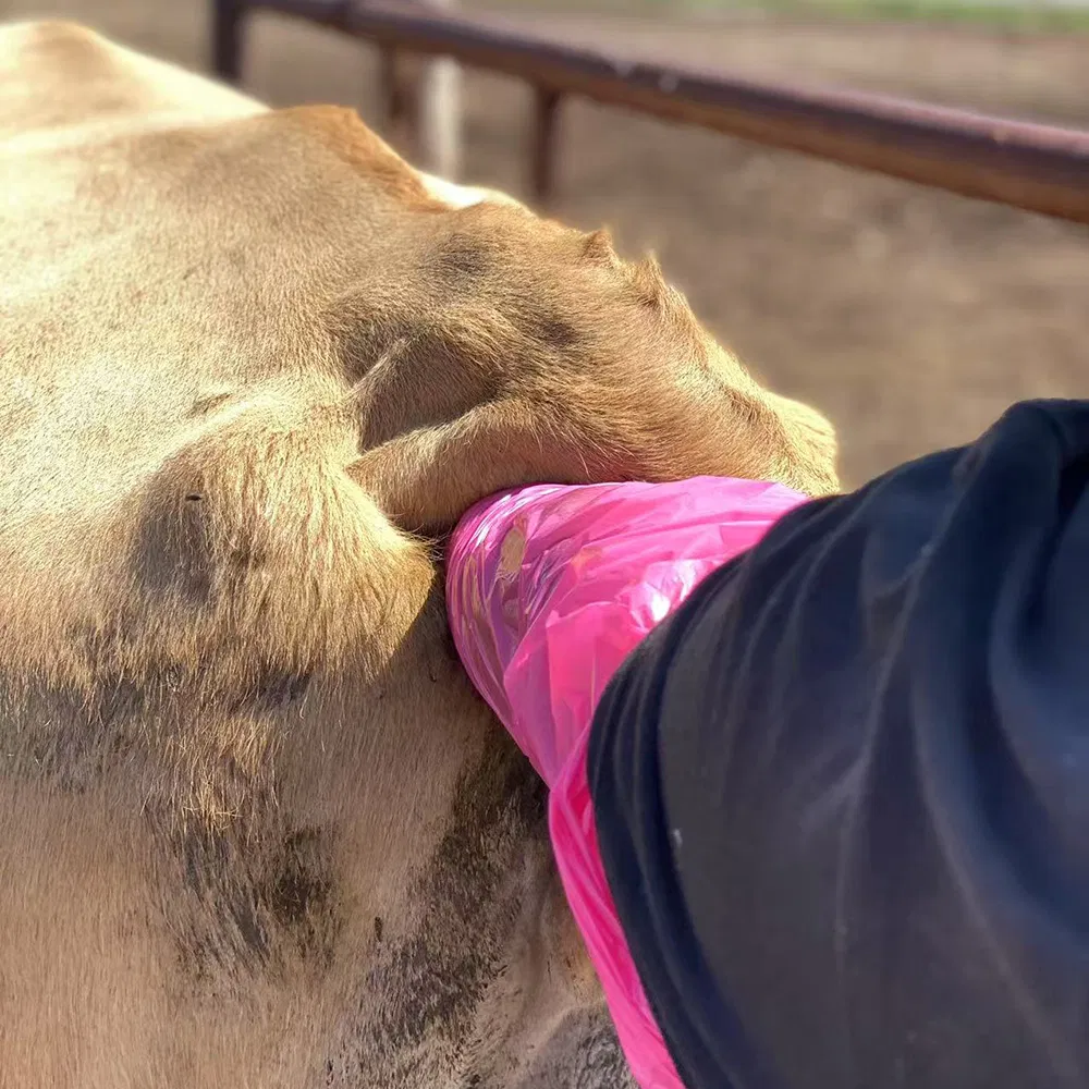 Bxl-V50 Máquina de ultrasonido portátil para veterinaria, sonograma portátil para animales, ganado, vacas con pantalla HD