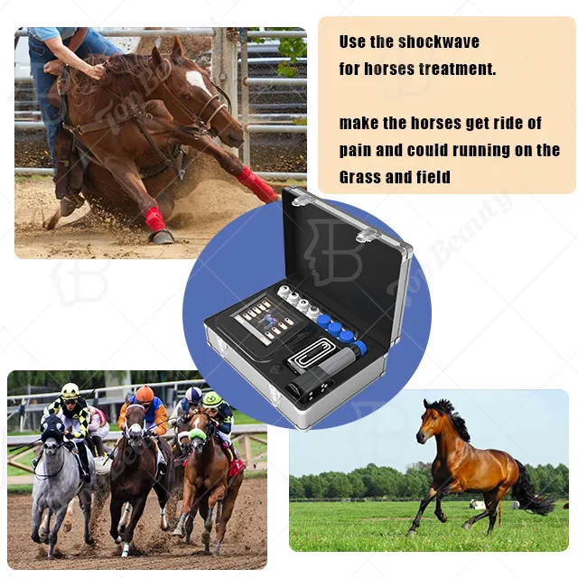 Equine Rehabilitation