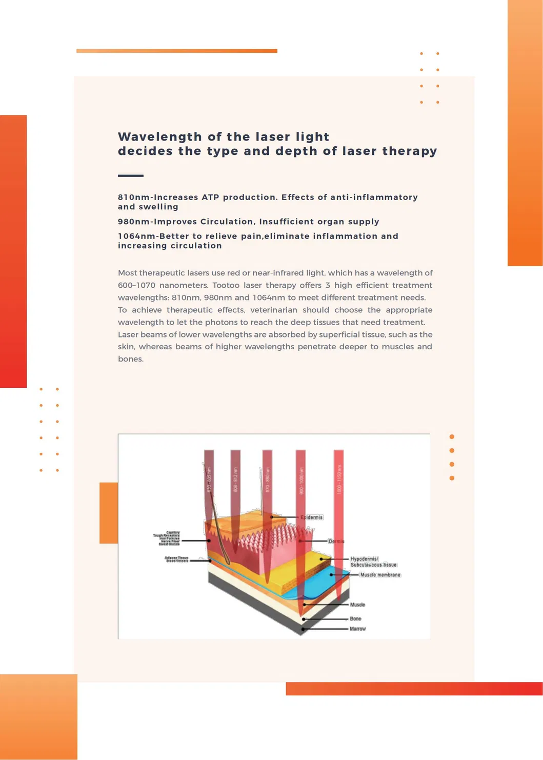 Animal Physiotherapy Equipment