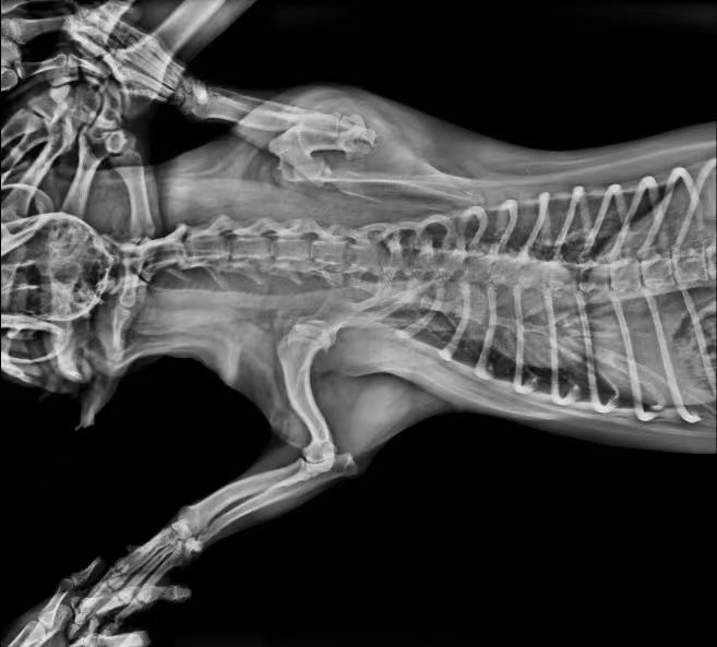 Affordable Mobile Professional Dr Hospital Veterinary Digital X Ray Machine Equipment