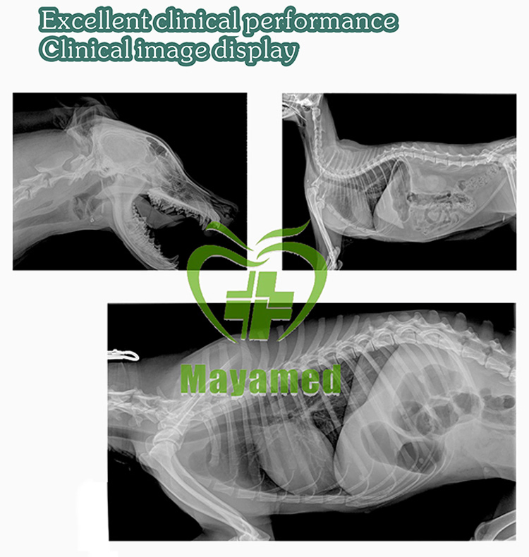 Veterinary Xray Machine Digital Radiography Mobile Animal Hospital Prices Radiography Equipment