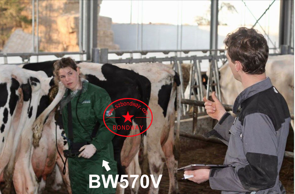 Bondway Bw570V Medical Supply Veterinary Ultrasound Scanner Vet Reproduction Ultrasonic Imaging System