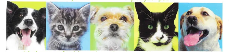 Veterinary Equipment