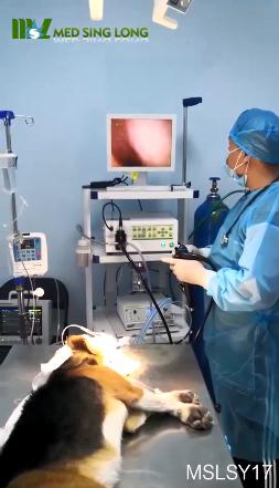 Complete Set Veterinary Endoscopy System