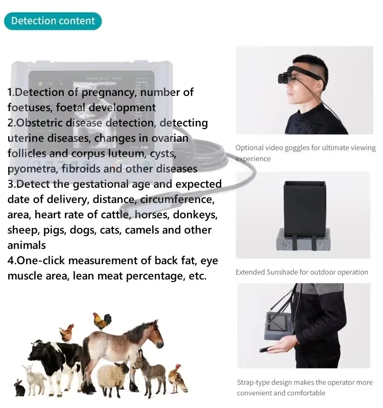 Veterinary Ultrasound Details