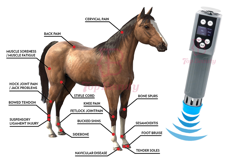 Equine Use Rehabilitation Equipment Shockwave Therapy Physiotherapy Veterinary Horse Shockwave Therapy Device