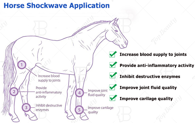 Equine Use Rehabilitation Equipment Shockwave Therapy Physiotherapy Veterinary Horse Shockwave Therapy Device