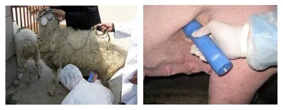 Application Pictures