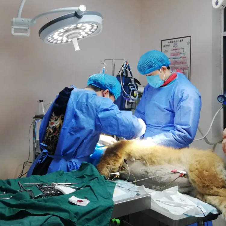 Vet Multiparameter Vital Signs Patient Monitor for Veterinary Animal Hospital