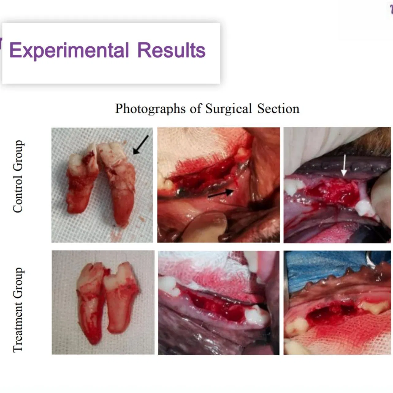 Premium Pet Dental Equipment for Effective and Safe Tooth Extraction Veterinary Instruments