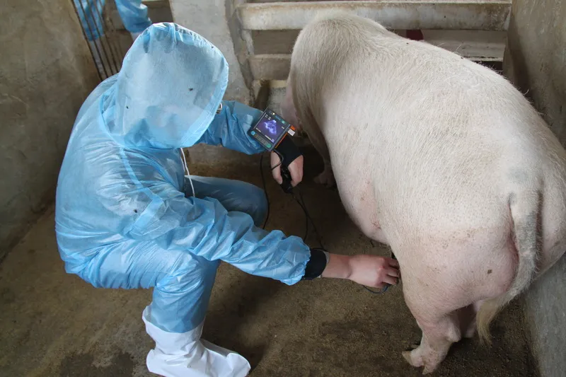 Veterinary Ultrasound Operation