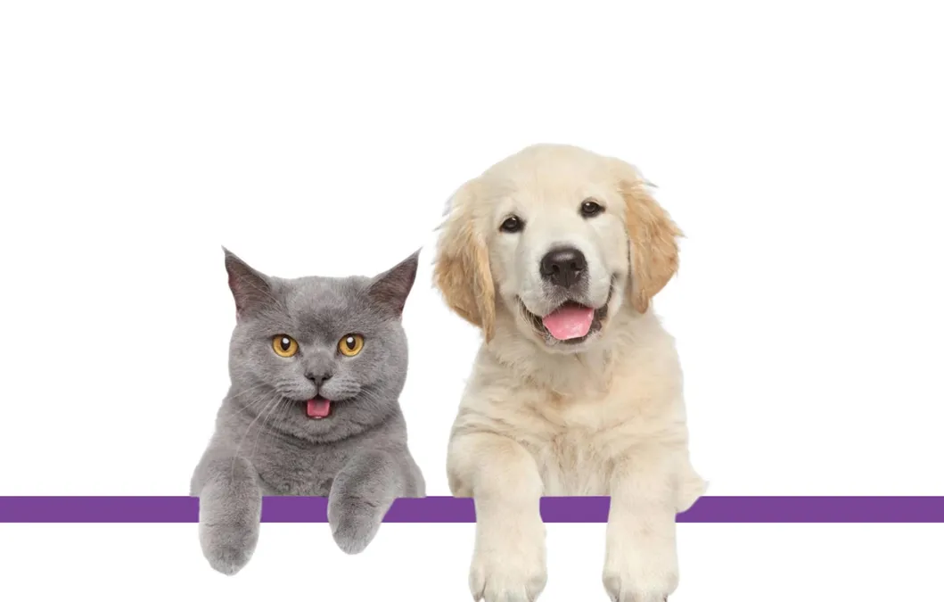 Pet Dental Equipment 2