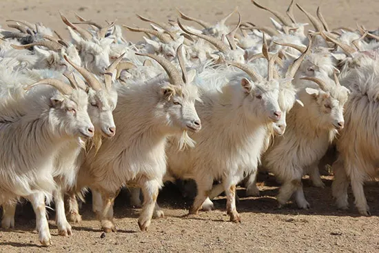 Origem do Cashmere