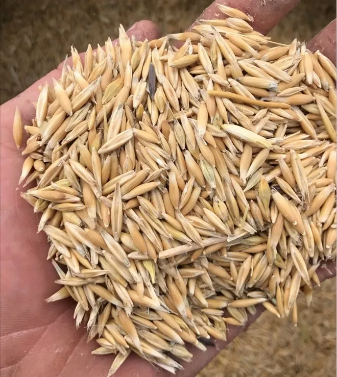 Detalle de equipo de procesamiento de arroz