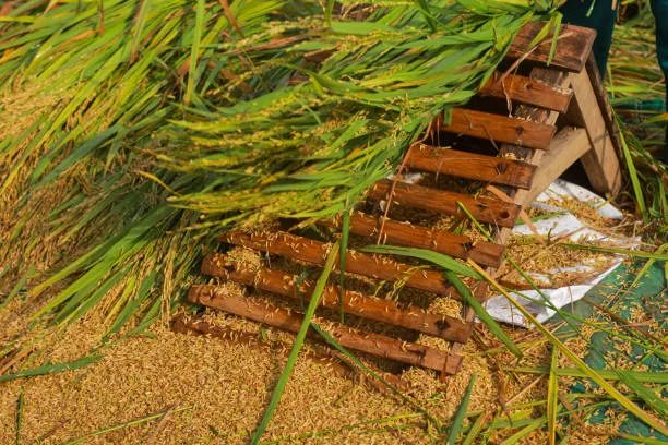 Máquina multifuncional de descascarado de arroz, descascaradora de arroz, trilladora de arroz
