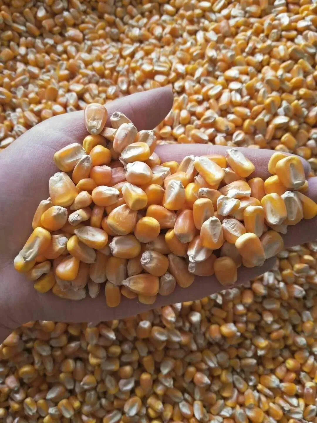 Clasificador de color de granos inteligentes, frijoles, maíz, cacahuate, trigo, arroz