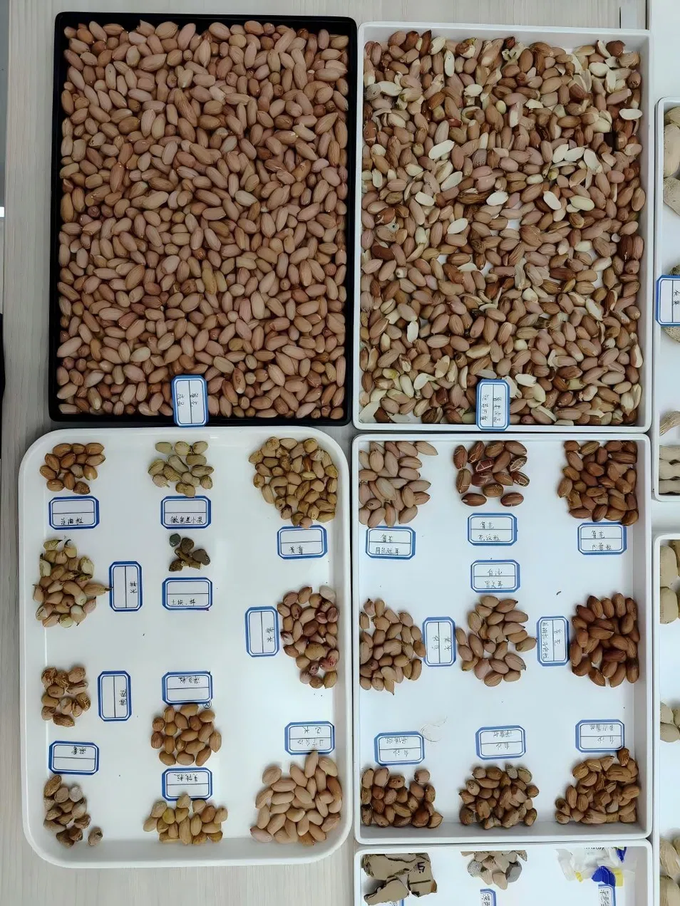 Ejemplo de ordenación de cacahuetes 2