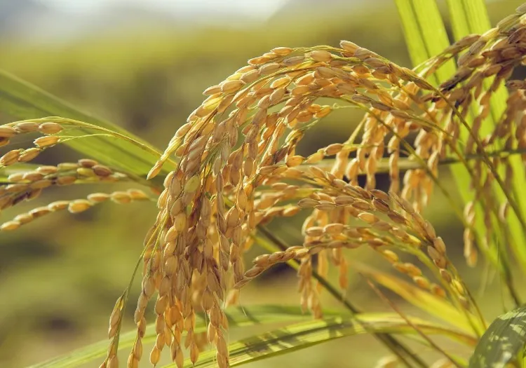 Línea de producción completa de procesamiento de arroz 10ton por día