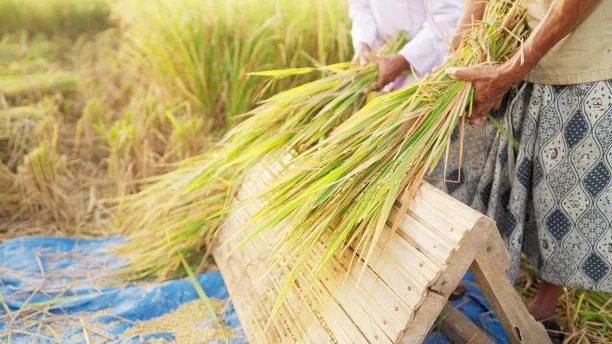 Máquina multifuncional de descascarado de arroz, descascaradora de arroz, trilladora de arroz