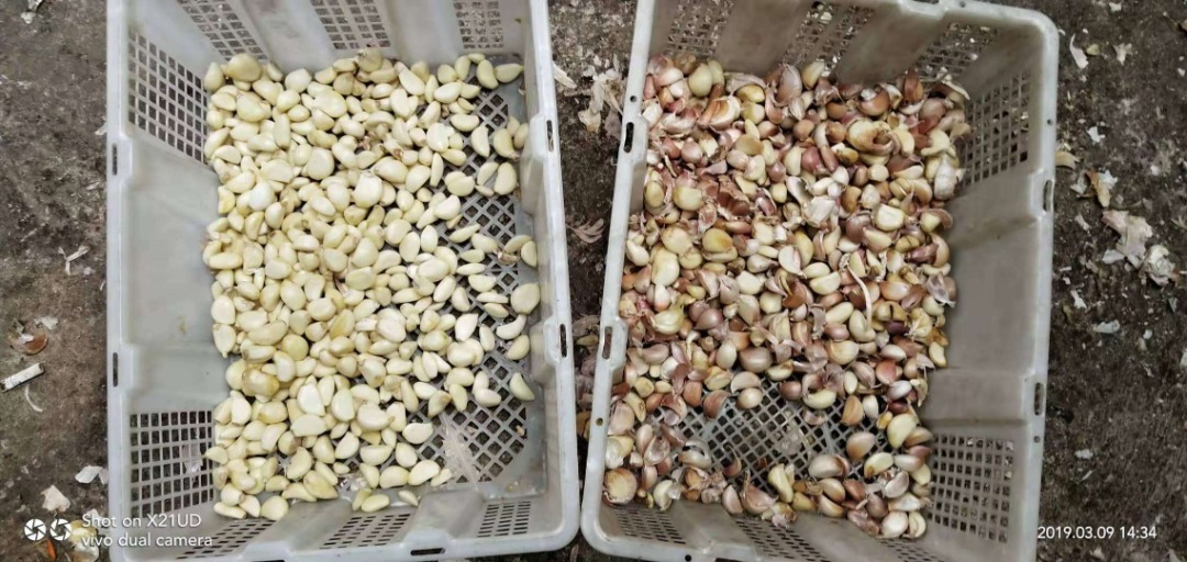 Máquina clasificadora de colores con cámara CCD de alto rendimiento, control remoto por WiFi para granos, semillas, nueces, sésamo, arroz, trigo, soja, frijoles negros y plástico