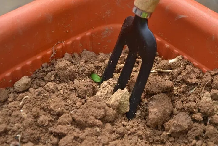 Manutenção de Plantas em Vaso