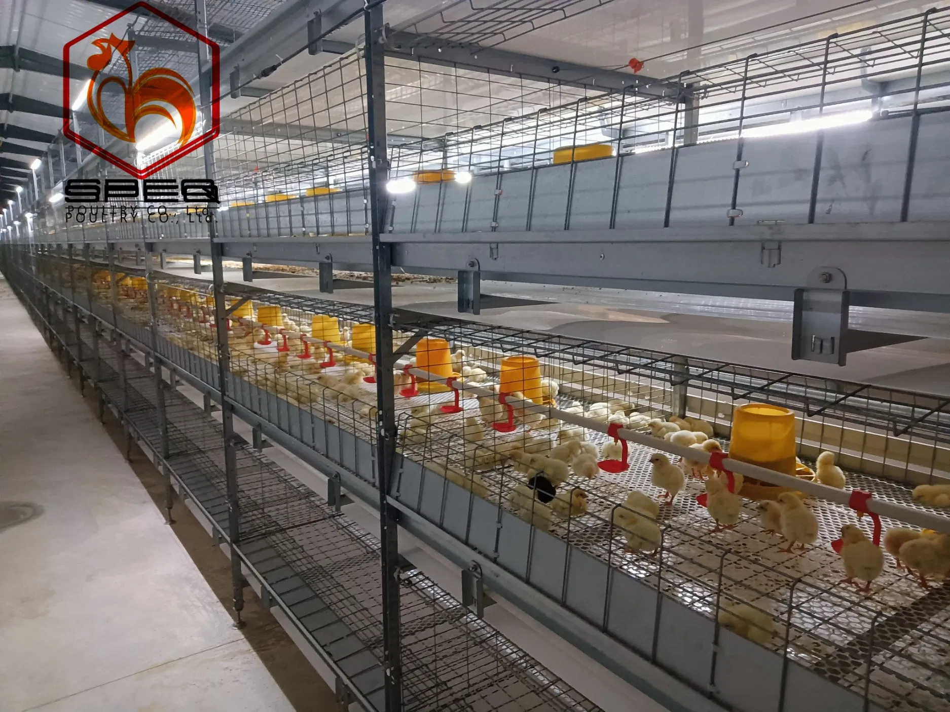 Automated Poultry Farming Equipment for Sale
