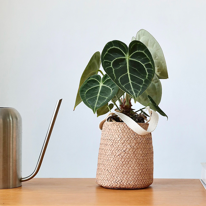 Stylish Modern Cement Hanging Planters for Home and Garden