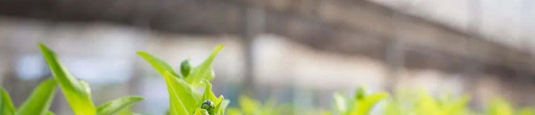 Garden Planter Banner