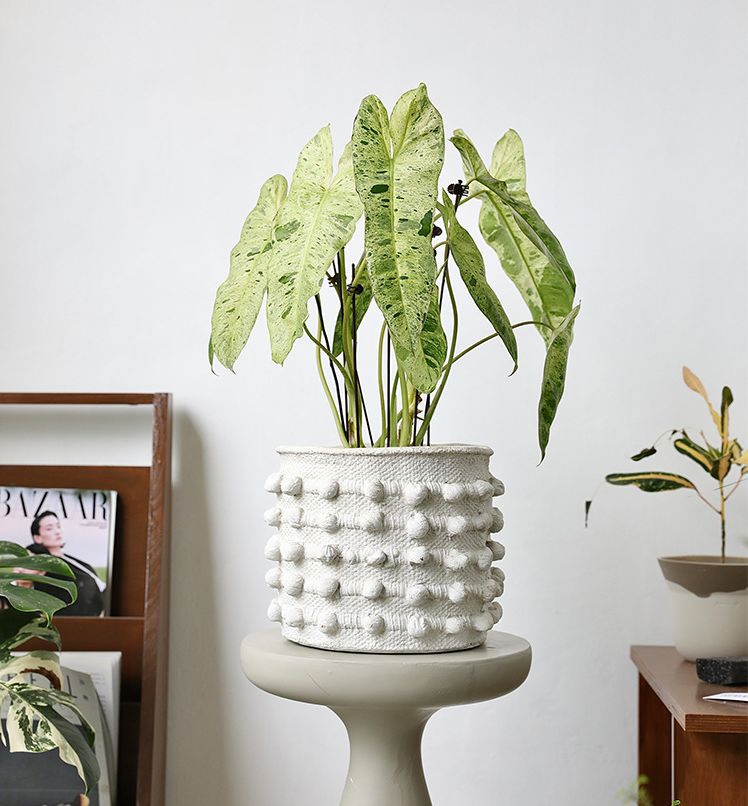 Distressed Concrete Flower Pot in Antique Polka DOT Style