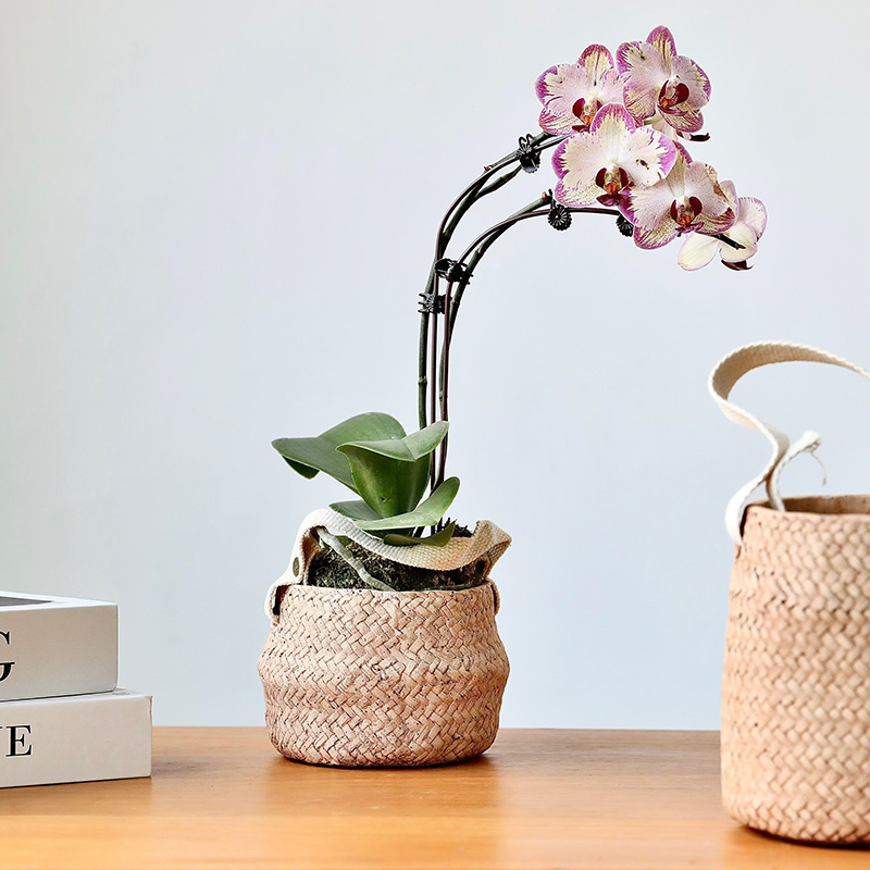 Stylish Modern Cement Hanging Planters for Home and Garden