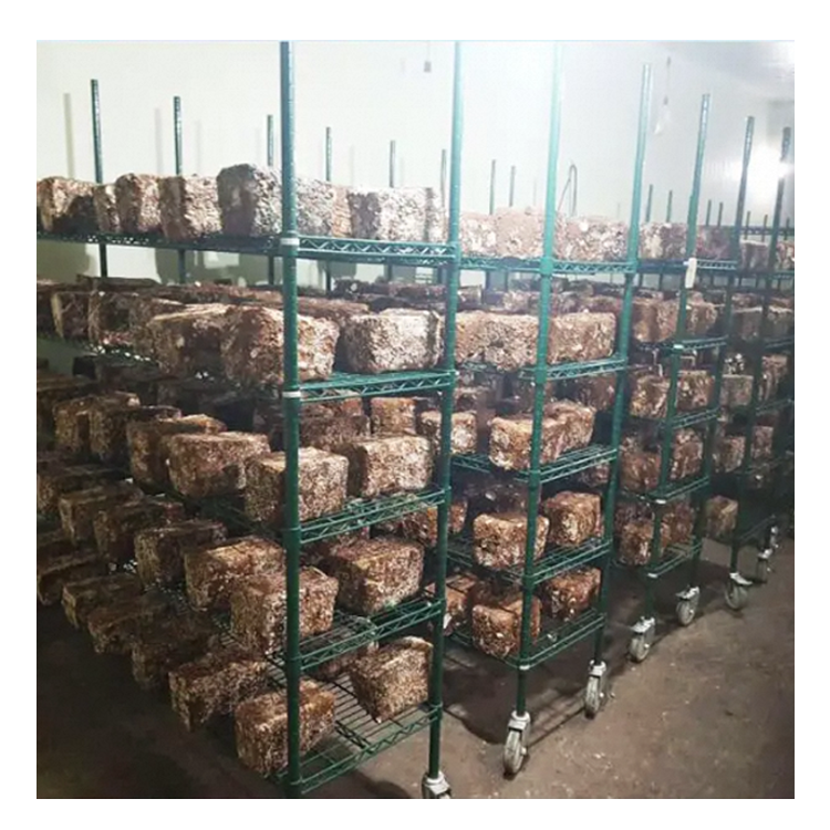 Hot Selling Nsf Approval Green Epoxy Wire Mushroom Growing Shelving